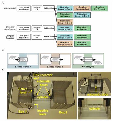 Complex Housing, but Not Maternal Deprivation Affects Motivation to Liberate a Trapped Cage-Mate in an Operant Rat Task